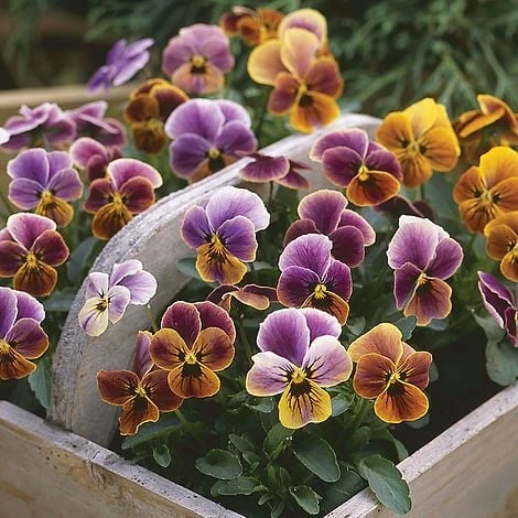 Viola 'Plums And Peaches' 3 Viola 'Plums And Peaches'