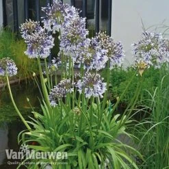 Agapanthus 'Fireworks' 16 Agapanthus 'Fireworks' -Bulb Garden Store VM1