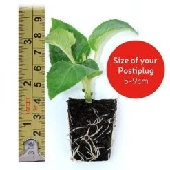 Chrysanthemum 'Hardy Patio Improved' -Bulb Garden Store VM20postiplugsize122