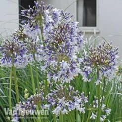 Agapanthus 'Fireworks' 18 Agapanthus 'Fireworks' -Bulb Garden Store VM3