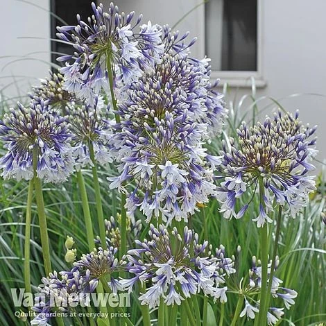 Agapanthus 'Fireworks' 9 Agapanthus 'Fireworks' - Image 7