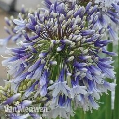 Agapanthus 'Fireworks' 19 Agapanthus 'Fireworks' -Bulb Garden Store VM4