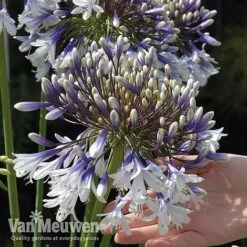 Agapanthus 'Fireworks' 20 Agapanthus 'Fireworks' -Bulb Garden Store VM5