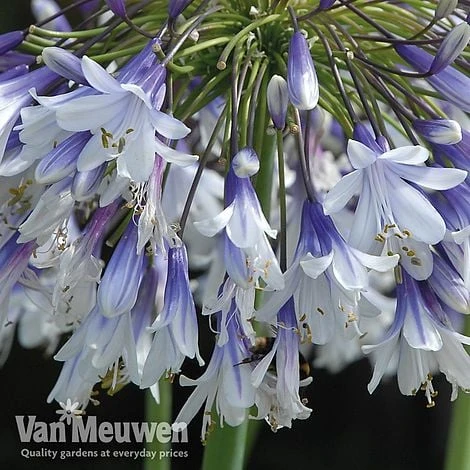 Agapanthus 'Fireworks' 12 Agapanthus 'Fireworks' - Image 10