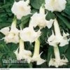 Angels Trumpets 'Double Fragrant White' -Bulb Garden Store VMWhite t42526 a
