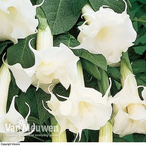 Angels Trumpets 'Double Fragrant White' 4 Angels Trumpets 'Double Fragrant White' - Image 2