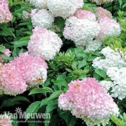 Hydrangea Paniculata 'Vanille Fraise' -Bulb Garden Store VMvan2
