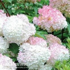 Hydrangea Paniculata 'Vanille Fraise' -Bulb Garden Store VMvanil