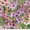 Verbascum X Hybrida 'Southern Charm' -Bulb Garden Store Verbascum Southern Charm1