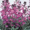 Wallflower 'Bowles's Mauve' -Bulb Garden Store WALL V58943 A h