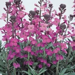 Wallflower 'Bowles's Mauve'