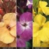 Wallflower 'Sunset Collection' -Bulb Garden Store WALL V64944 A h
