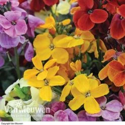 Wallflower 'Sugar Rush' Mix -Bulb Garden Store Wallflower Sugar Rush