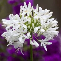 Agapanthus Africanus 'Albus' -Bulb Garden Store albus3