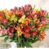 Alstroemeria 'Garden Hybrids' -Bulb Garden Store alst gard hyb2