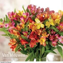 Alstroemeria 'Garden Hybrids' -Bulb Garden Store alst gard hyb3