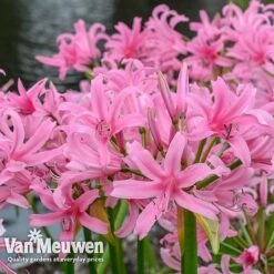 Amarine 'BellaDiva Mixed' -Bulb Garden Store amar v73282 e