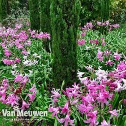 Amarine 'BellaDiva Mixed' -Bulb Garden Store amar v73282 f