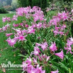 Amarine 'BellaDiva Mixed' -Bulb Garden Store amar v73282 g