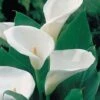 Arum Lily -Bulb Garden Store arum lily