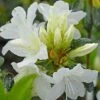 Azalea Japonica 'Snow White' (Patio Standard) -Bulb Garden Store aza