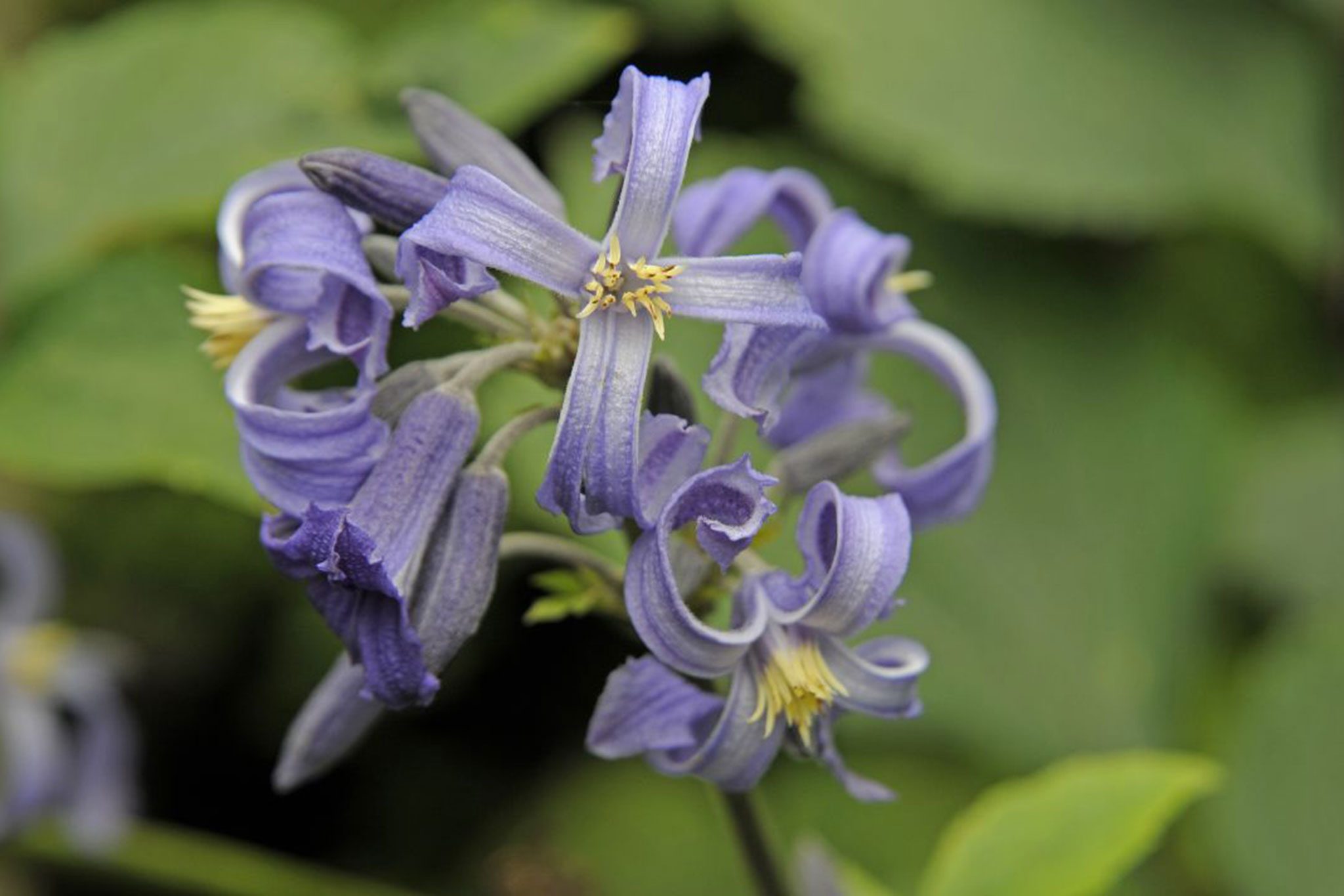 Front Page -Bulb Garden Store b4c30434 195c 4d86 9382 6317a934f412 dbba7ef