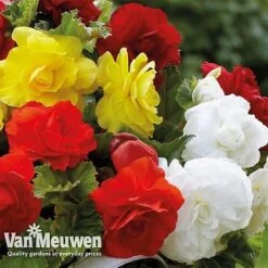 Begonia 'Double Flowered Mixed' -Bulb Garden Store bego 12544 e