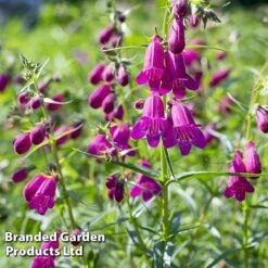 Penstemon 'Ice Cream Collection' -Bulb Garden Store blckberries