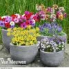 Bumper Spring Bulb Collection -Bulb Garden Store bulb coll1