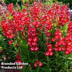 Penstemon 'Ice Cream Collection' -Bulb Garden Store cherry1