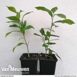 Citrus Tree Collection 12 Citrus Tree Collection -Bulb Garden Store citrus duo ARRIVAL