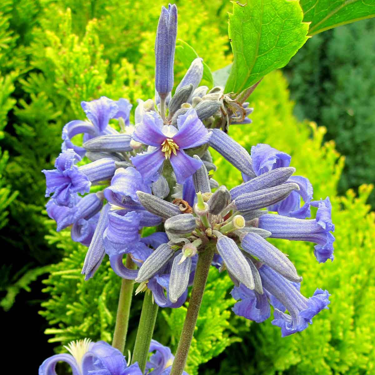 Front Page -Bulb Garden Store clematis new love 8207 p