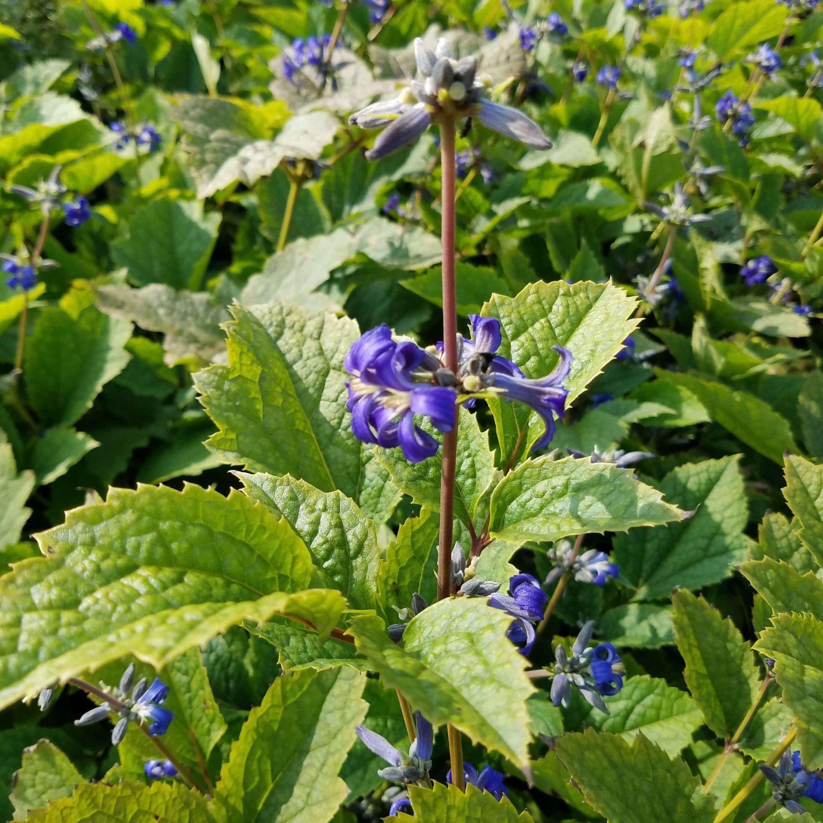 Front Page -Bulb Garden Store clematis new love