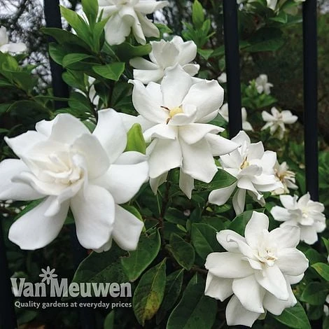 Gardenia 'Crown Jewels' 4 Gardenia 'Crown Jewels' - Image 2