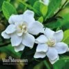Gardenia 'Crown Jewels' -Bulb Garden Store crownjewels2