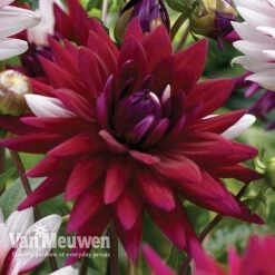 Dahlia 'Rebecca's World' -Bulb Garden Store dahl 70042v C