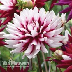 Dahlia 'Rebecca's World' -Bulb Garden Store dahl 70042v D