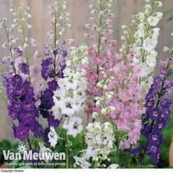 Delphinium Hybridum 'Magic Fountains Mixed' -Bulb Garden Store delp v46937 b