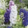 Delphinium Hybridum 'Magic Fountains Mixed' -Bulb Garden Store delp v46937 d