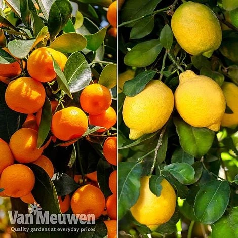 Citrus Tree Collection 3 Citrus Tree Collection