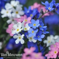 Forget-Me-Not 'Sylva Mixed' (Garden Ready) -Bulb Garden Store forget 2