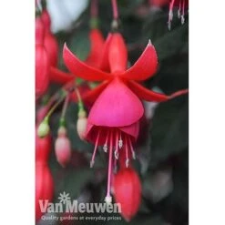 Fuchsia 'Fusion' 8 Fuchsia 'Fusion' -Bulb Garden Store fuch2