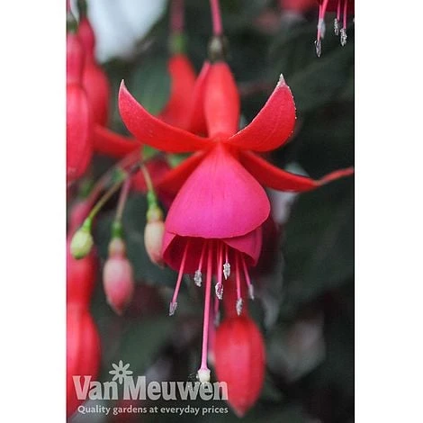 Fuchsia 'Fusion' 5 Fuchsia 'Fusion' - Image 3