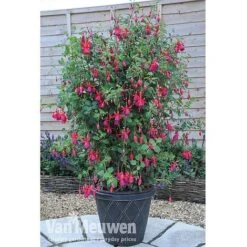 Fuchsia 'Fusion' 9 Fuchsia 'Fusion' -Bulb Garden Store fuch3