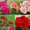 Giant Geranium Bumper Collection -Bulb Garden Store gera giant