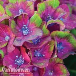 Hydrangea Macrophylla GLAM ROCK 'Horwack' 10 Hydrangea Macrophylla GLAM ROCK 'Horwack' -Bulb Garden Store glam2