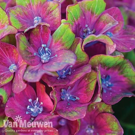 Hydrangea Macrophylla GLAM ROCK 'Horwack' 5 Hydrangea Macrophylla GLAM ROCK 'Horwack' - Image 3