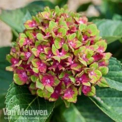 Hydrangea Macrophylla GLAM ROCK 'Horwack' 12 Hydrangea Macrophylla GLAM ROCK 'Horwack' -Bulb Garden Store glam3