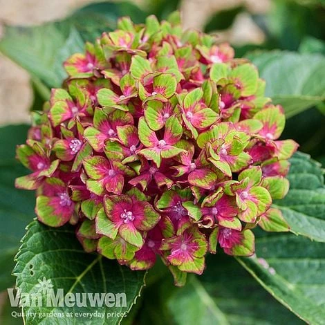 Hydrangea Macrophylla GLAM ROCK 'Horwack' 7 Hydrangea Macrophylla GLAM ROCK 'Horwack' - Image 5