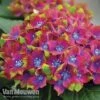 Hydrangea Macrophylla GLAM ROCK 'Horwack' -Bulb Garden Store glam5
